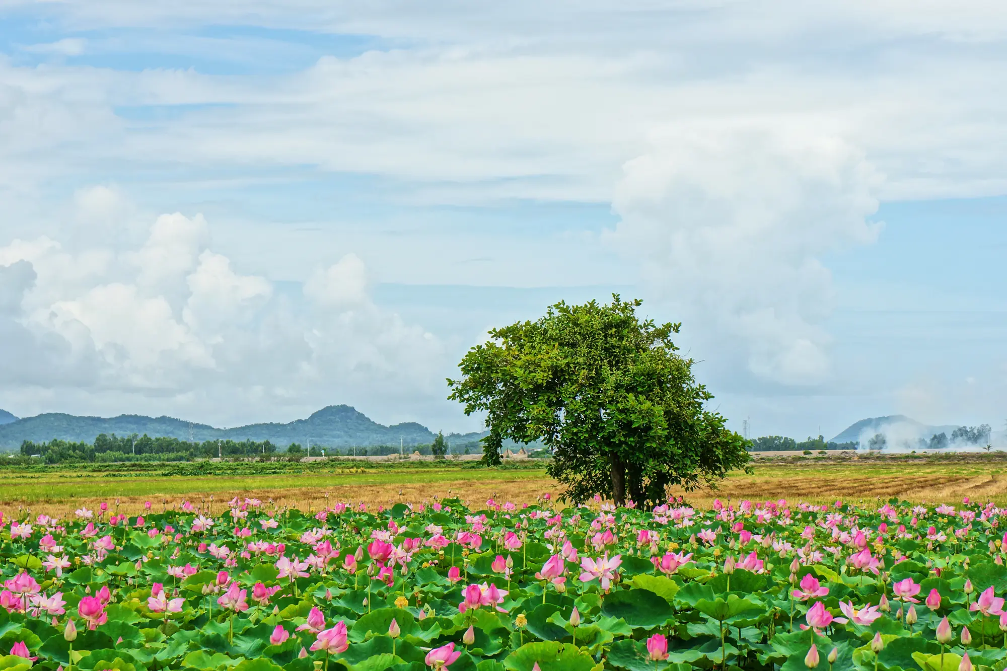 Mekong Delta