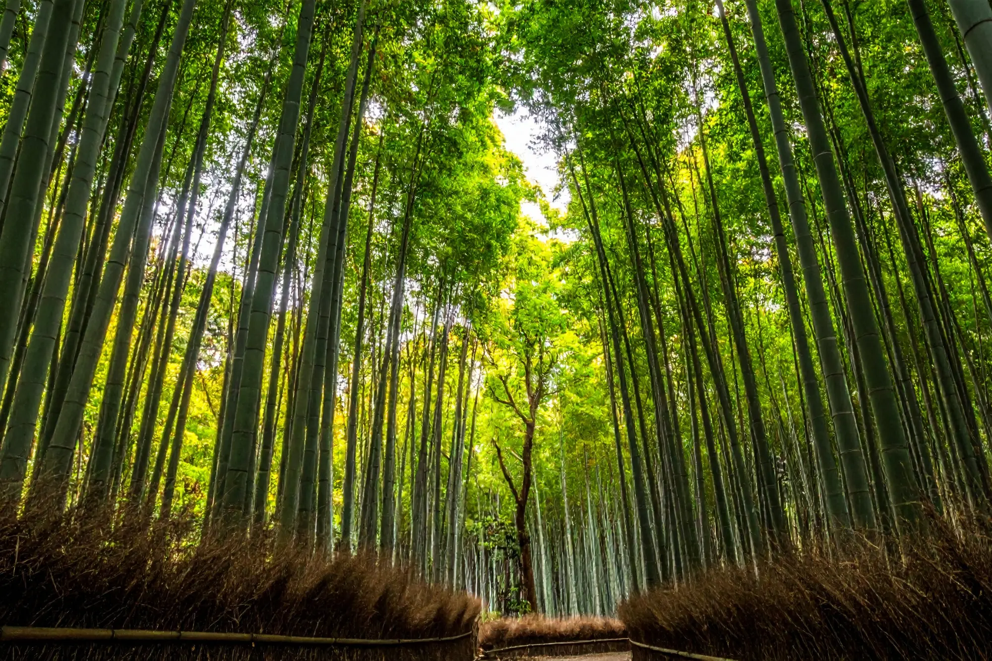 Arashiyama Bamboo Forest