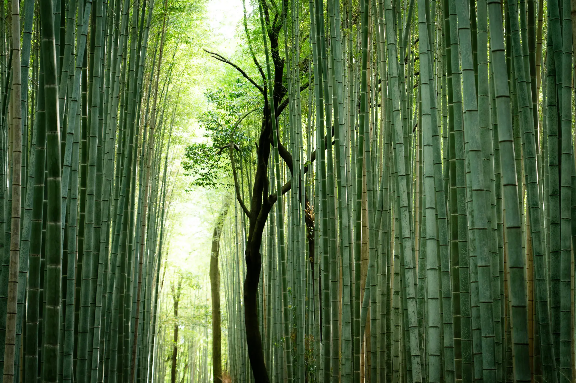 Arashiyama Bamboo Forest