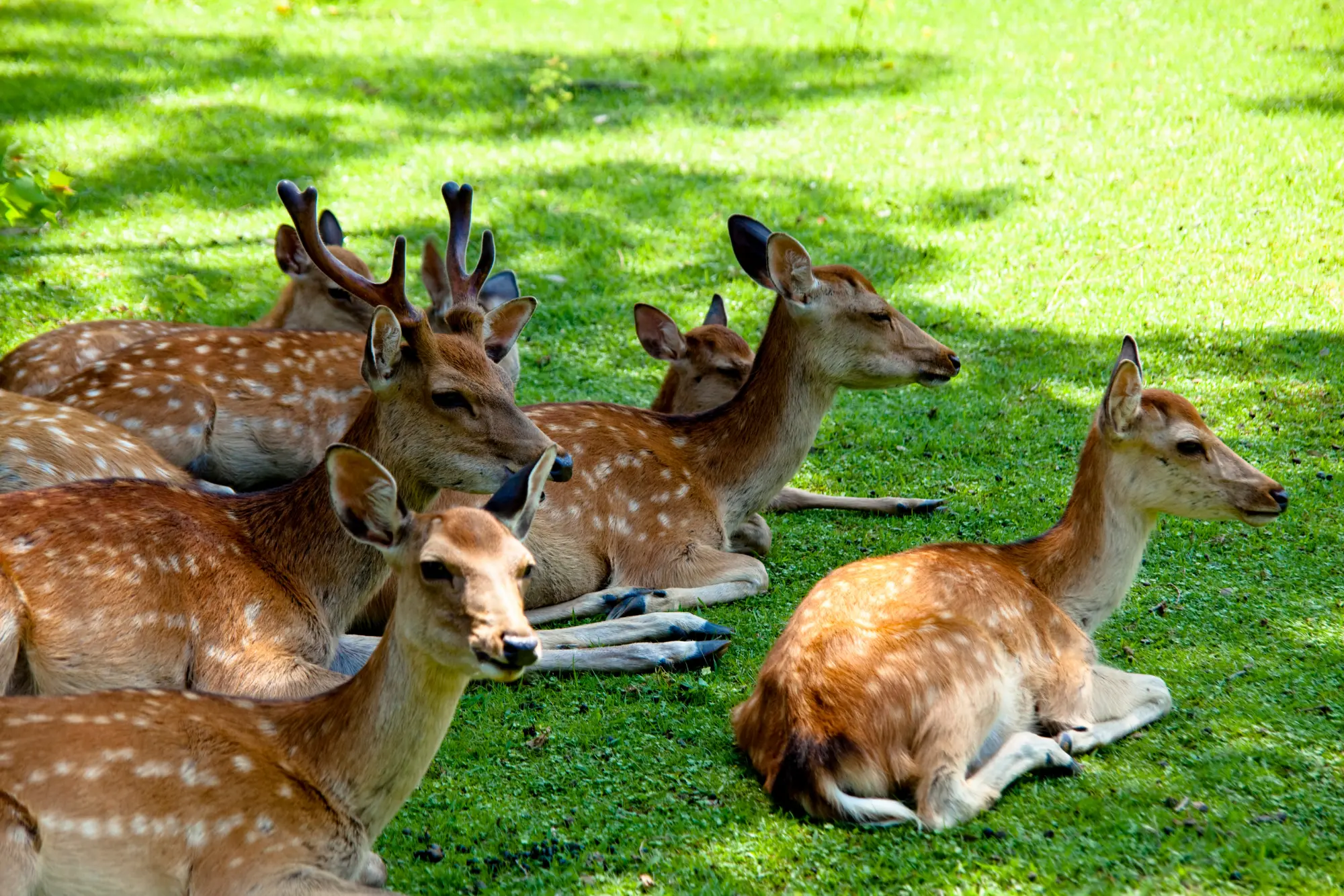 Deer Park