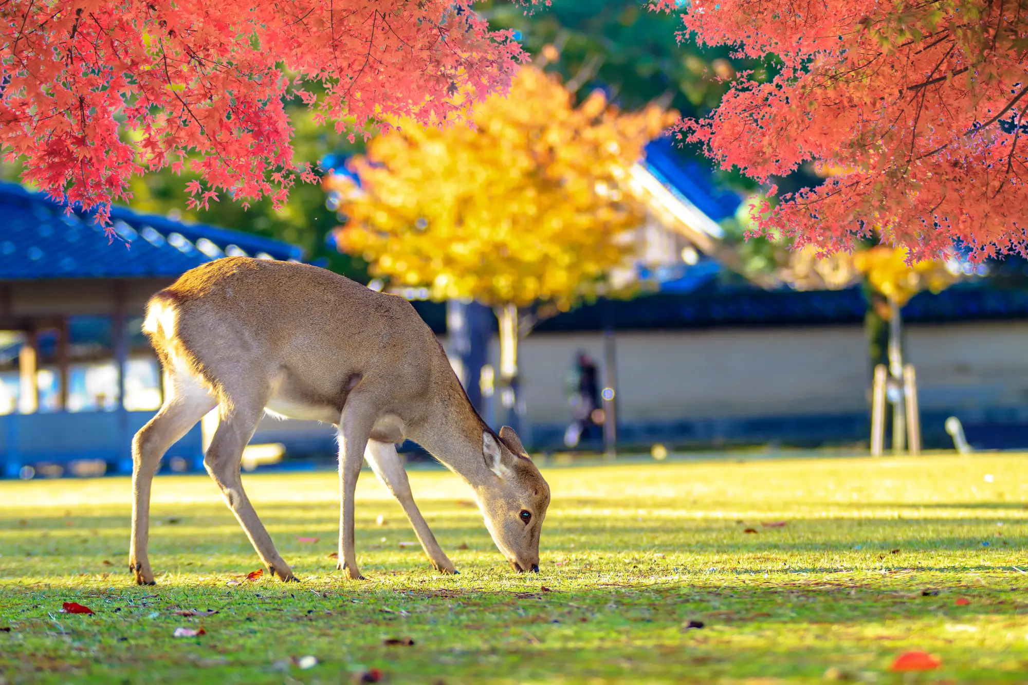 Deer Park