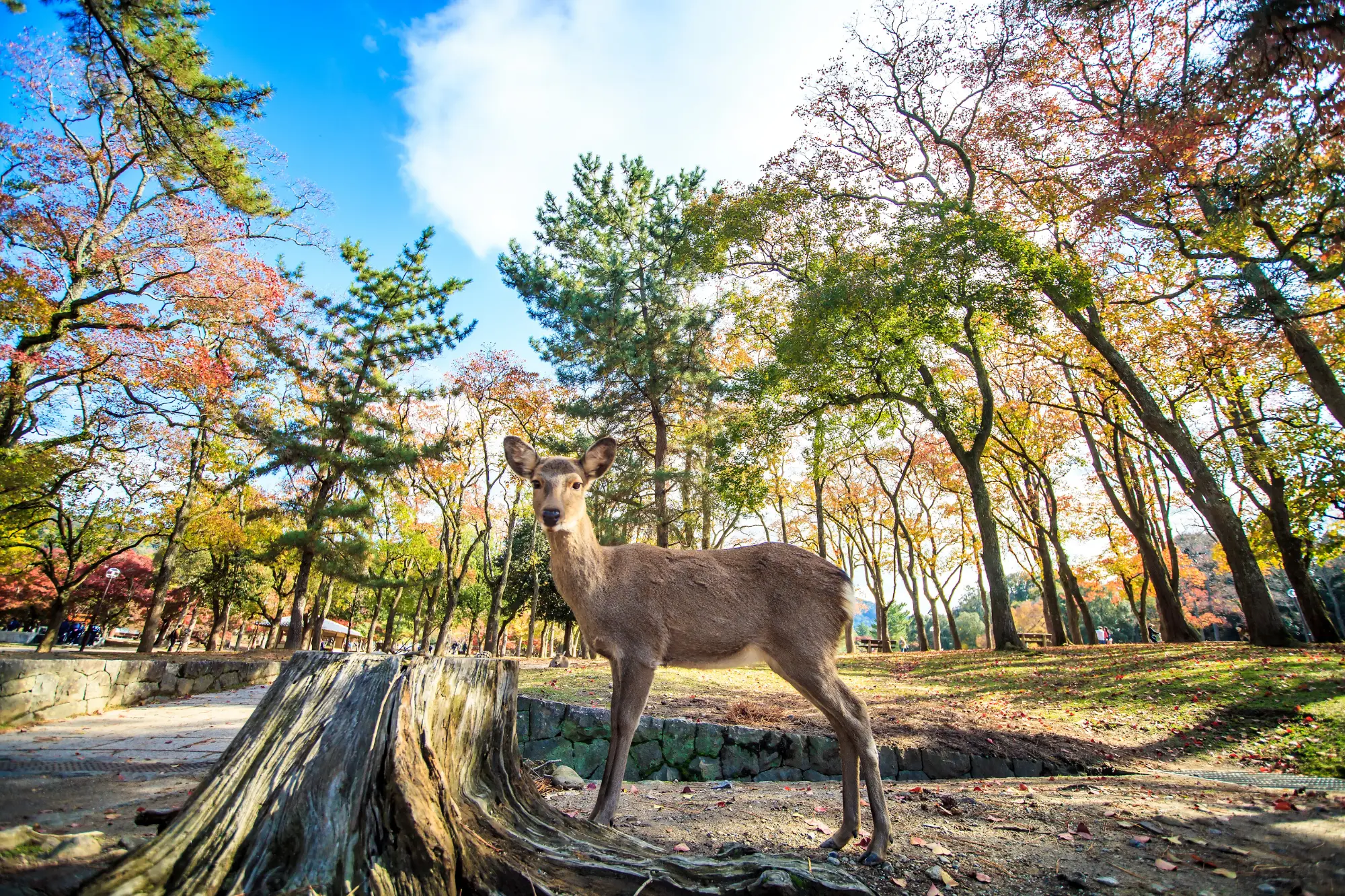 Nara Deer Park