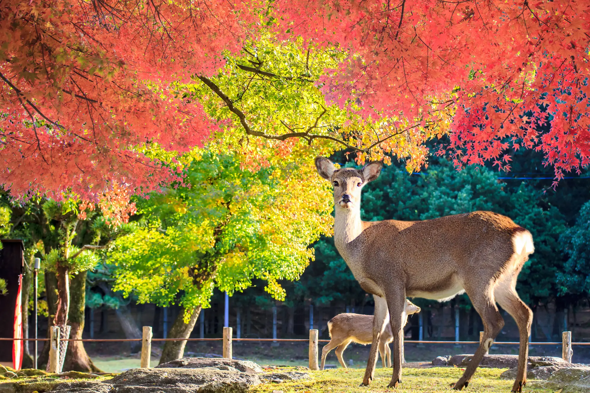 Nara Deer Park