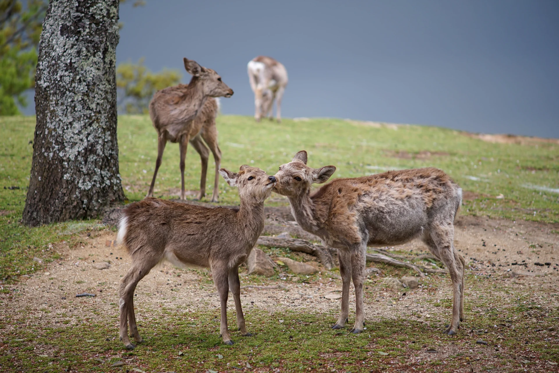 Nara Deer Park
