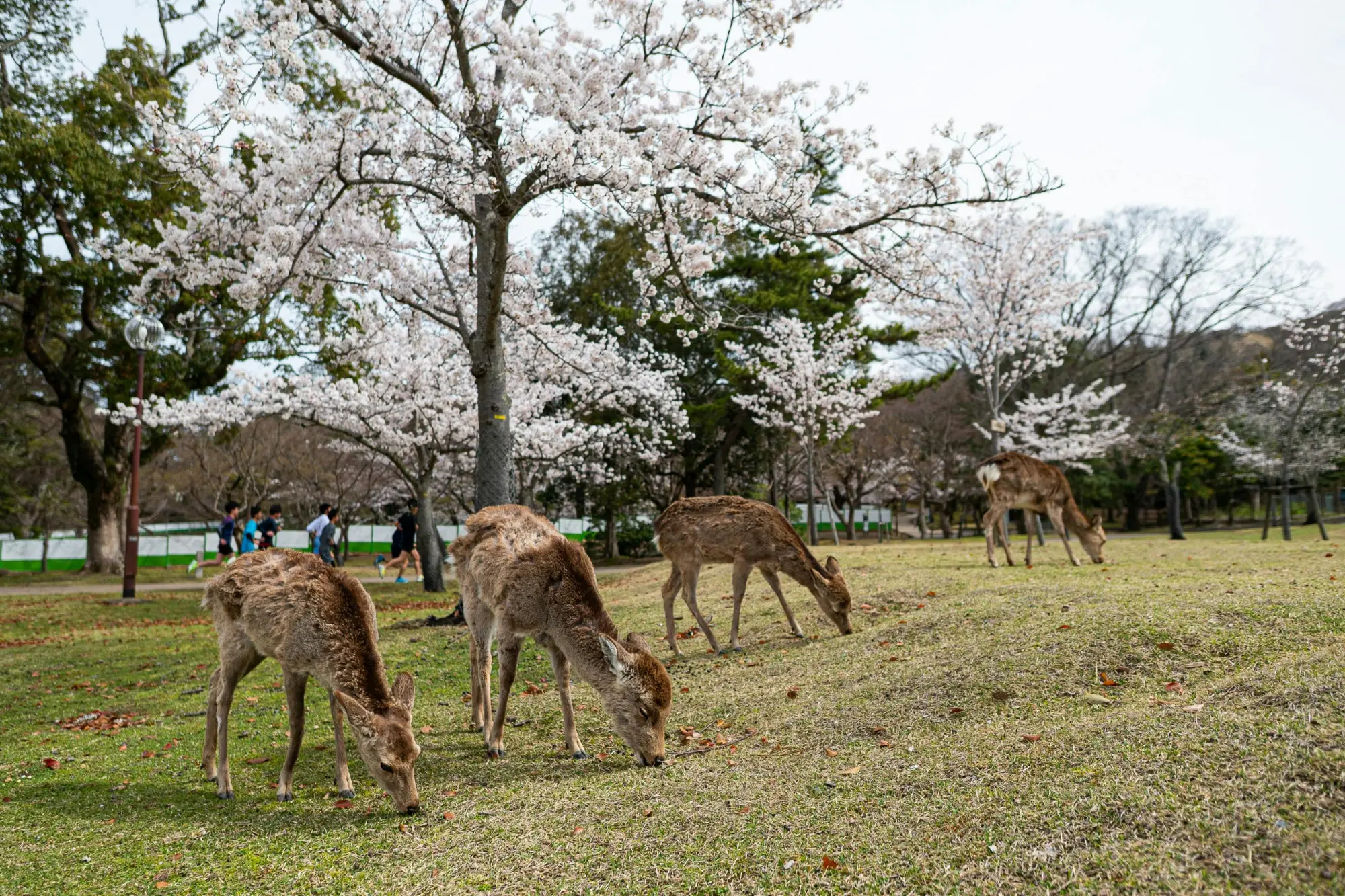 Nara Deer Park