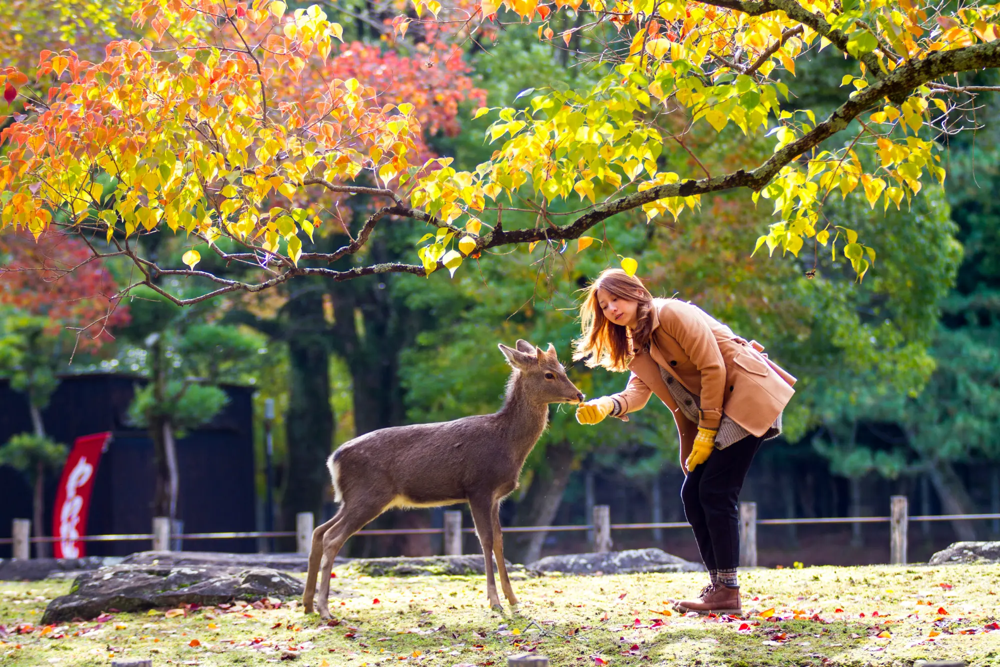 Nara Deer Park