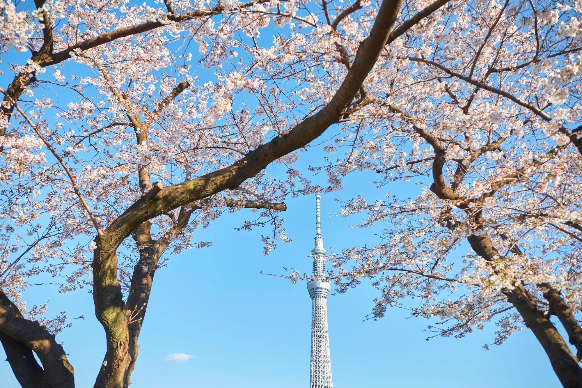 Tokyo Skytree