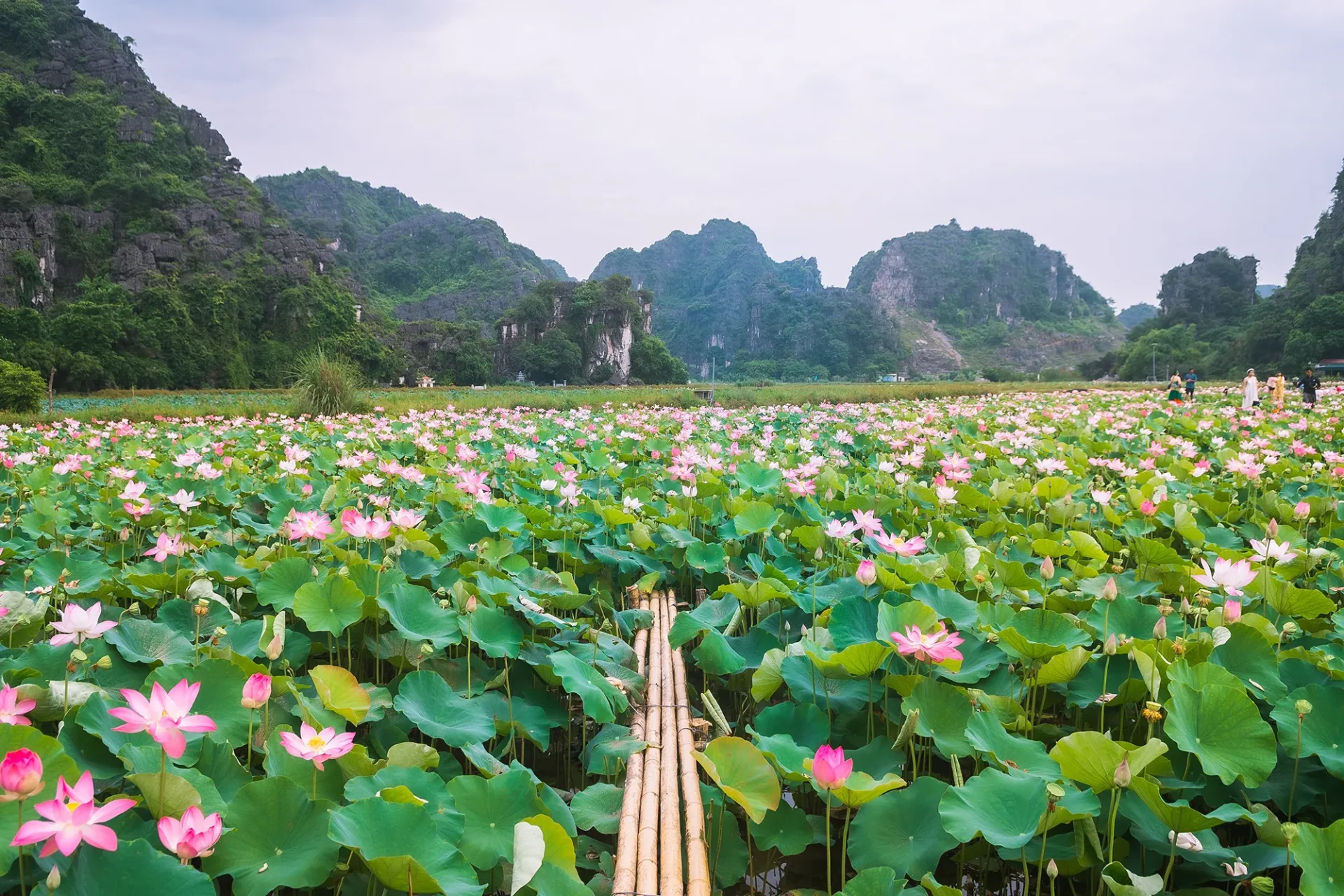 Lotus in Vietnam
