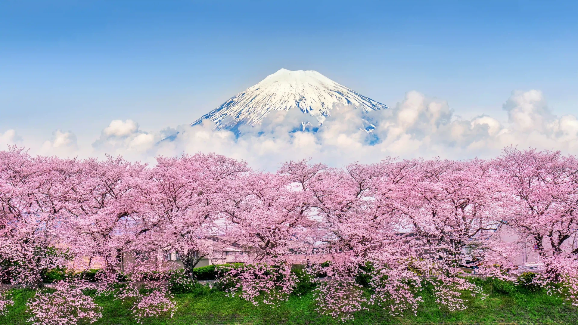 Mount Fuji in Spring
