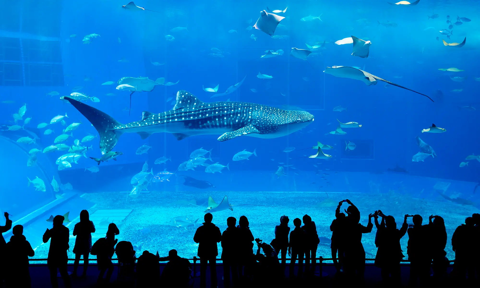 Okinawa Churaumi Aquarium