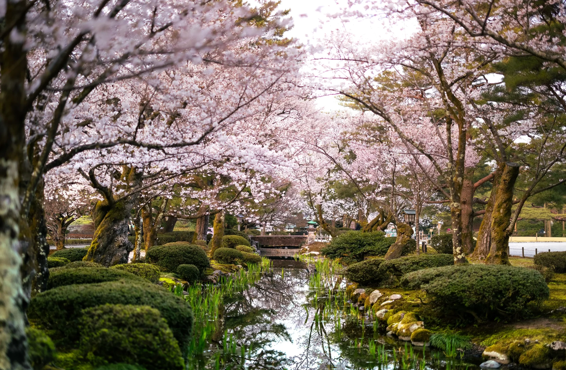 Japan Cherry Blossom Forecast 2027: Best Places and Peak Bloom