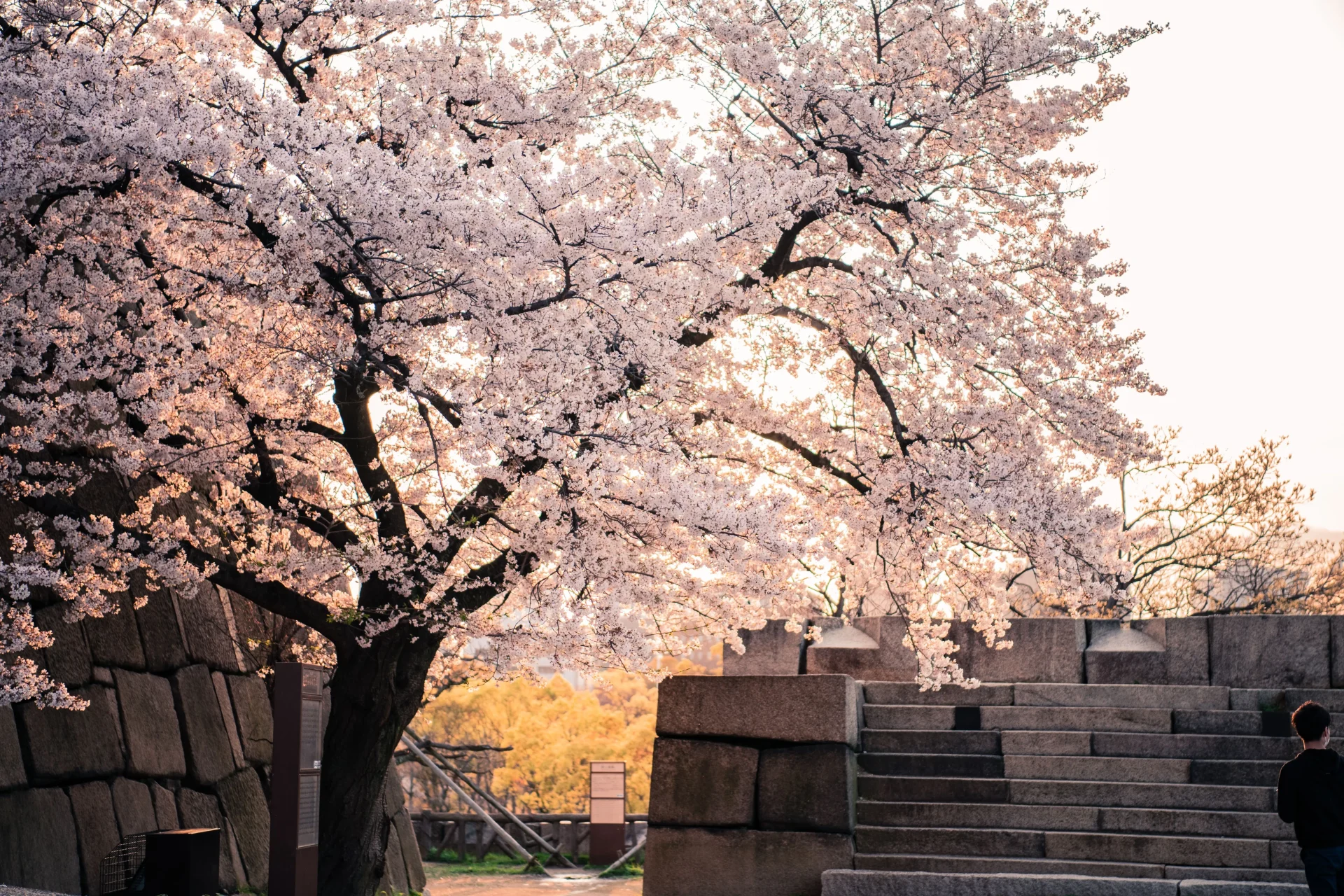Cherry blossoms blooming around Osaka Castle during Japan's cherry blossom season