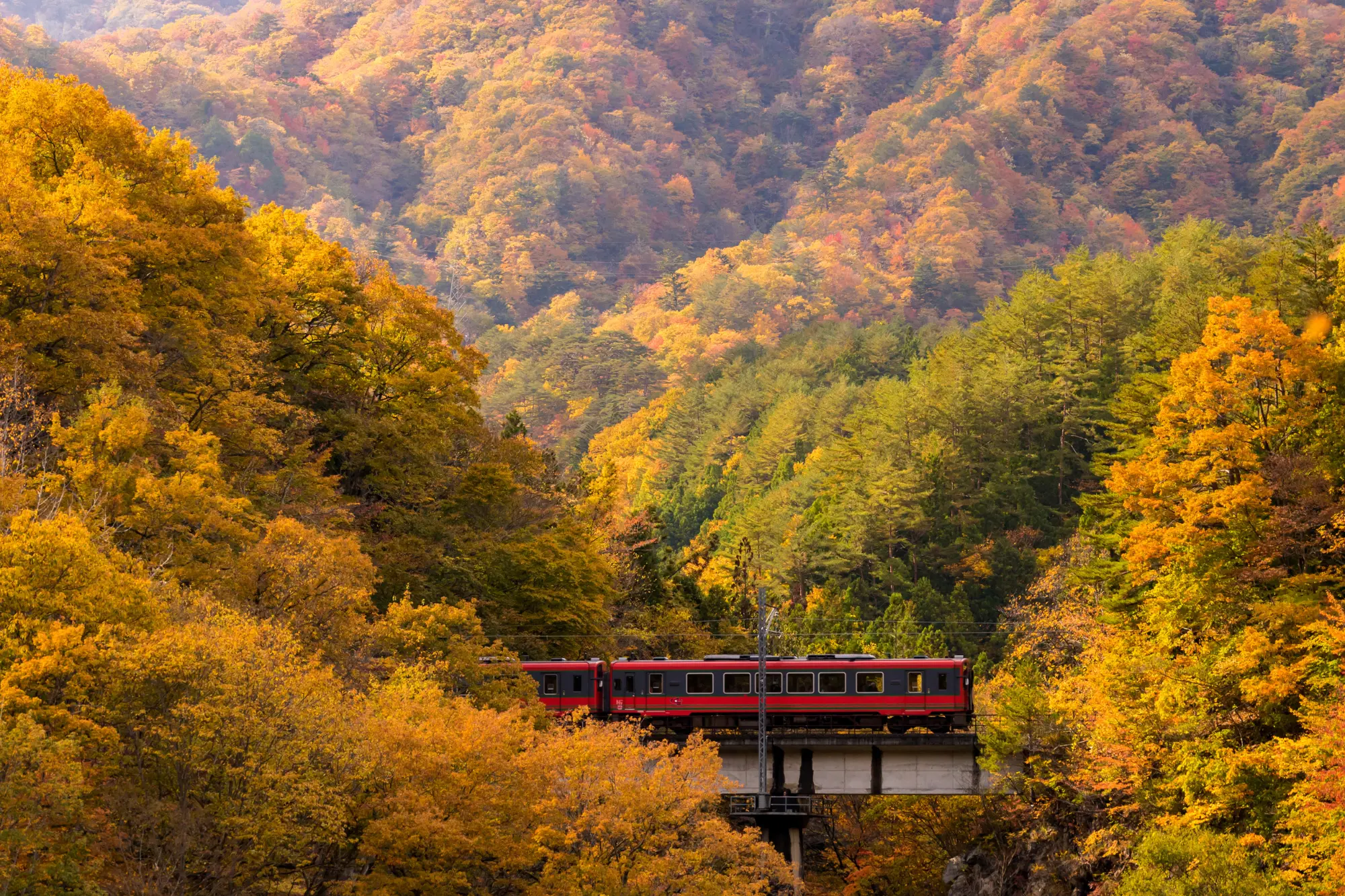 Tracking through autumn scenery