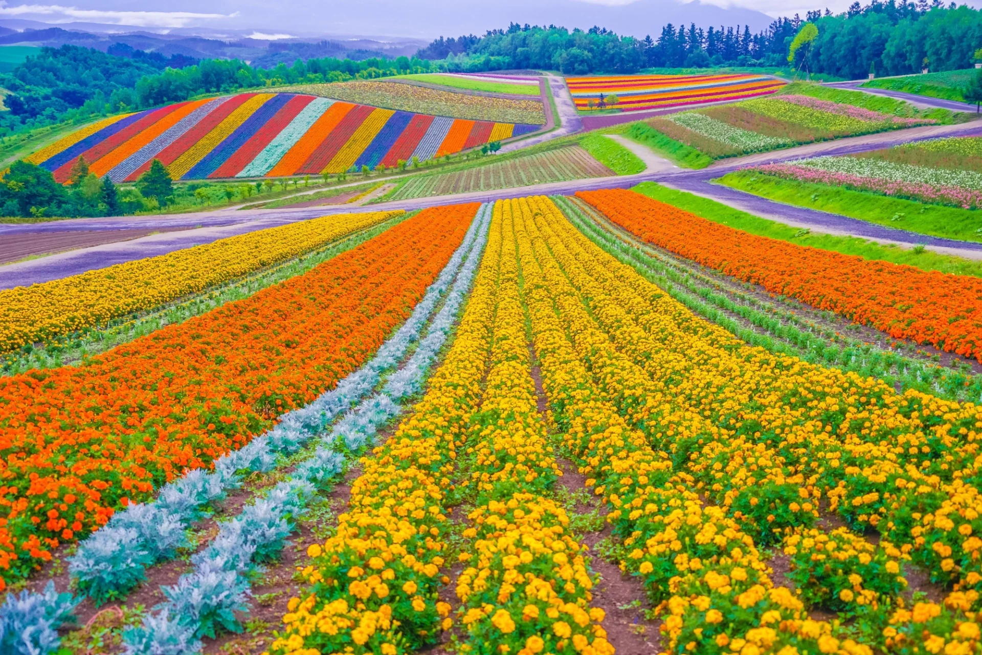 Colorful Flower in Hokkaido