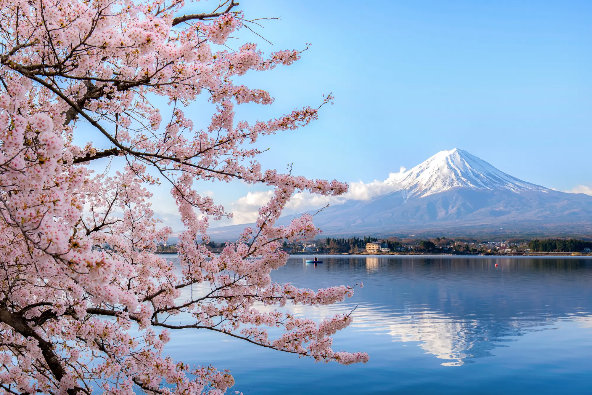 Tokyo Travel Guide – Cherry Blossoms and Mount Fuji