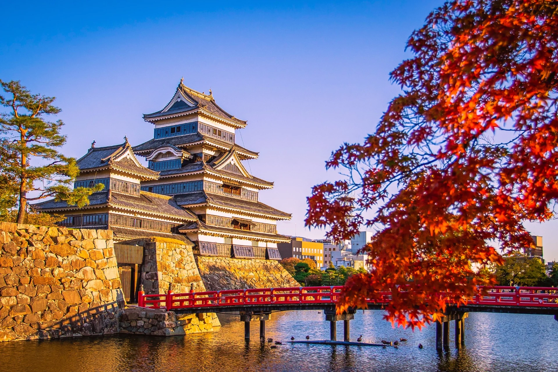 japan autumn red leaves