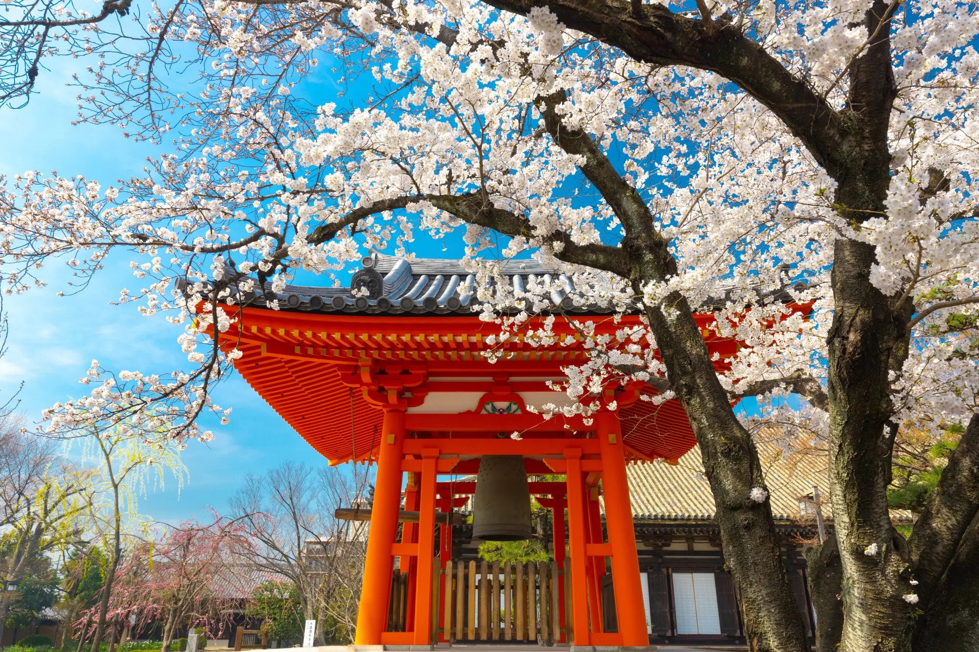 A scenic view of cherry blossom