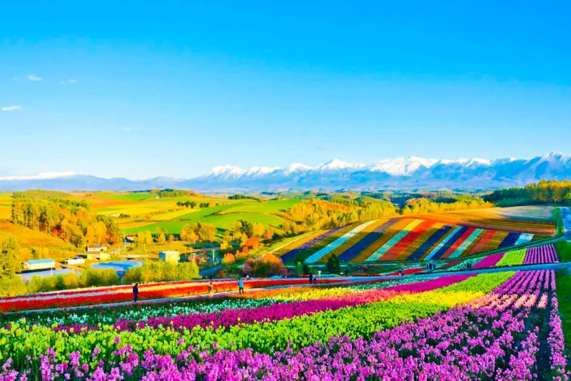 Furano & Biei