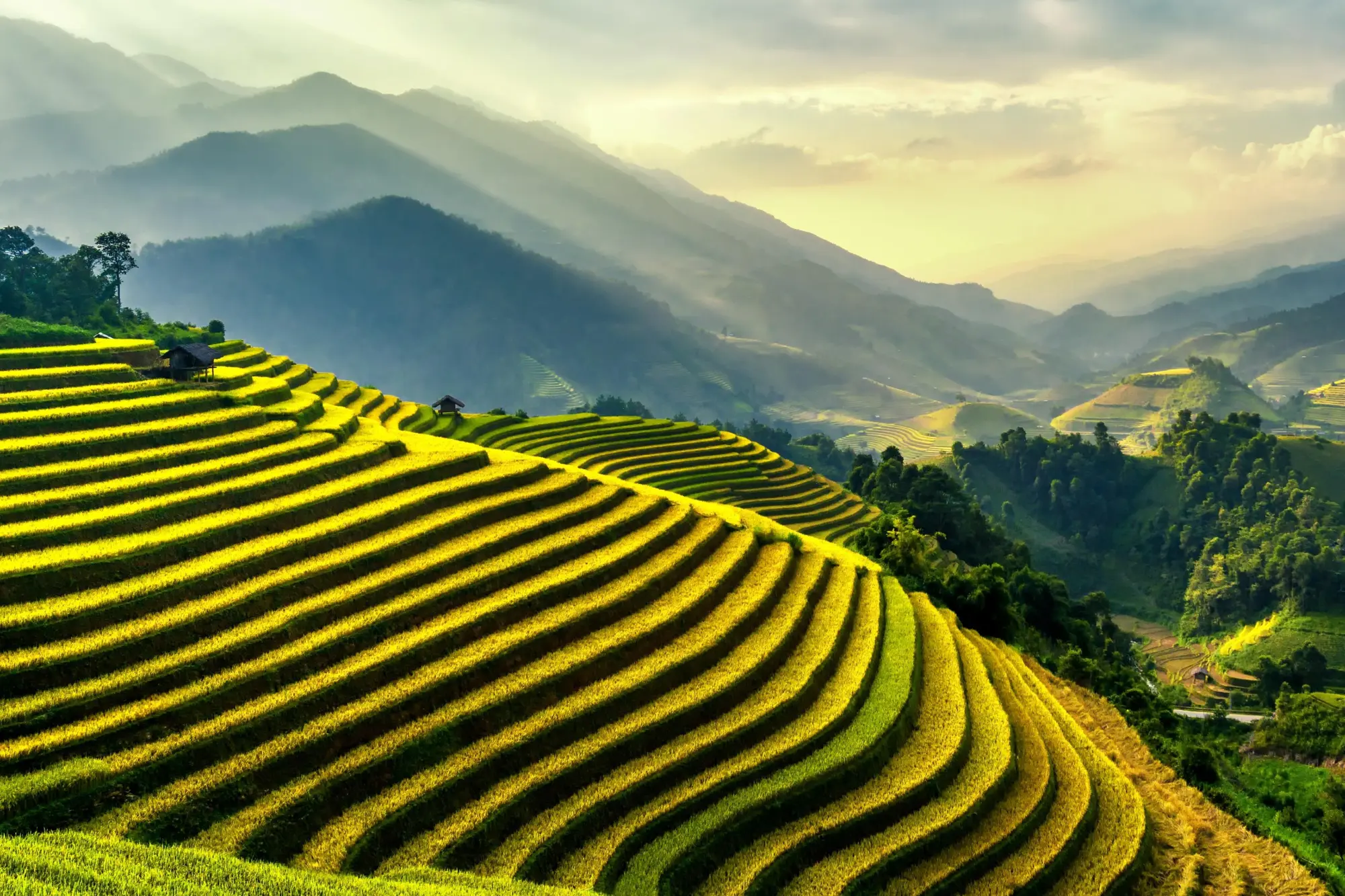 Rice Terraces Sapa