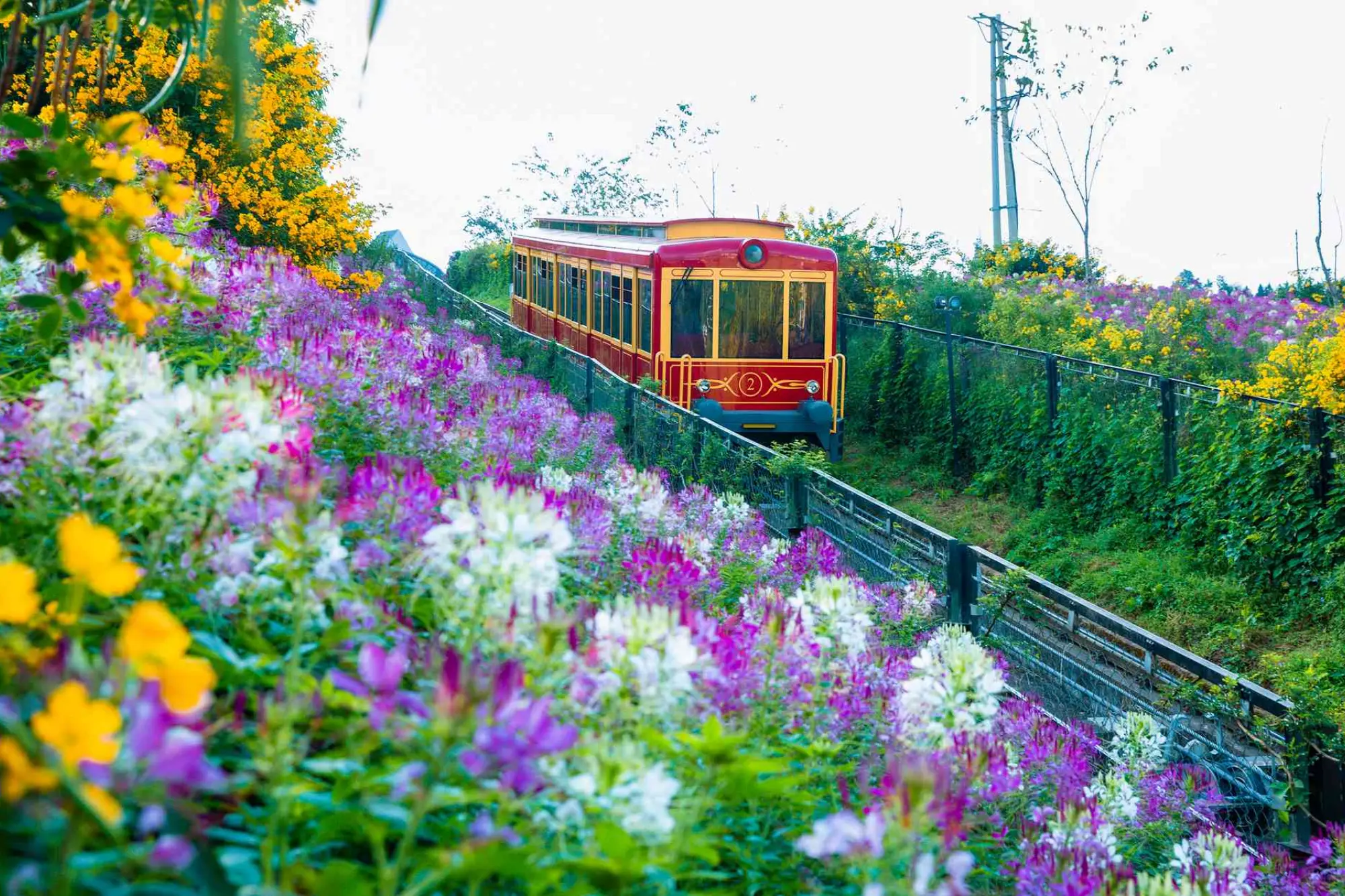 Mountain Climbing Train 
