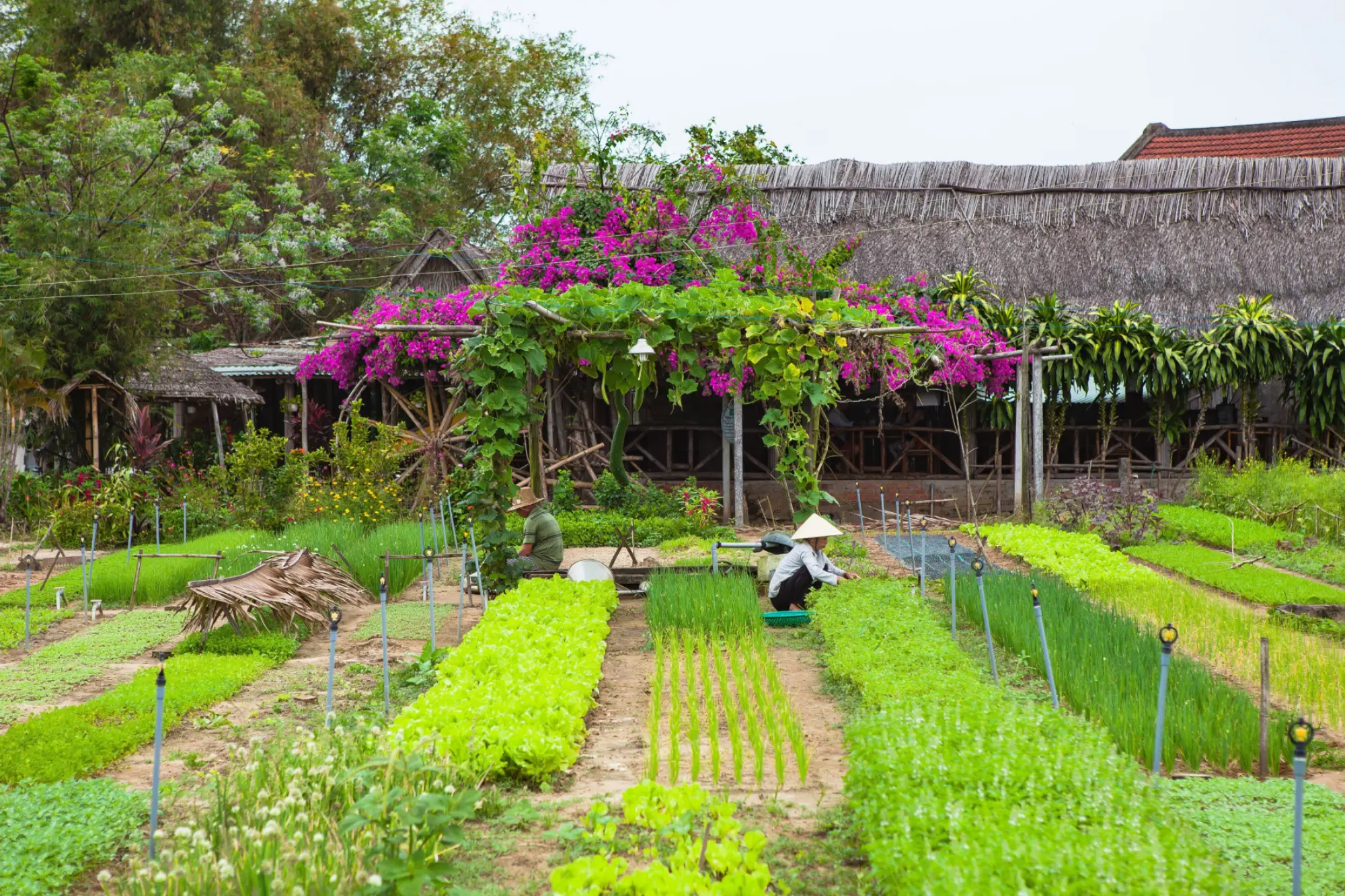 Tra Que Vegetable Village