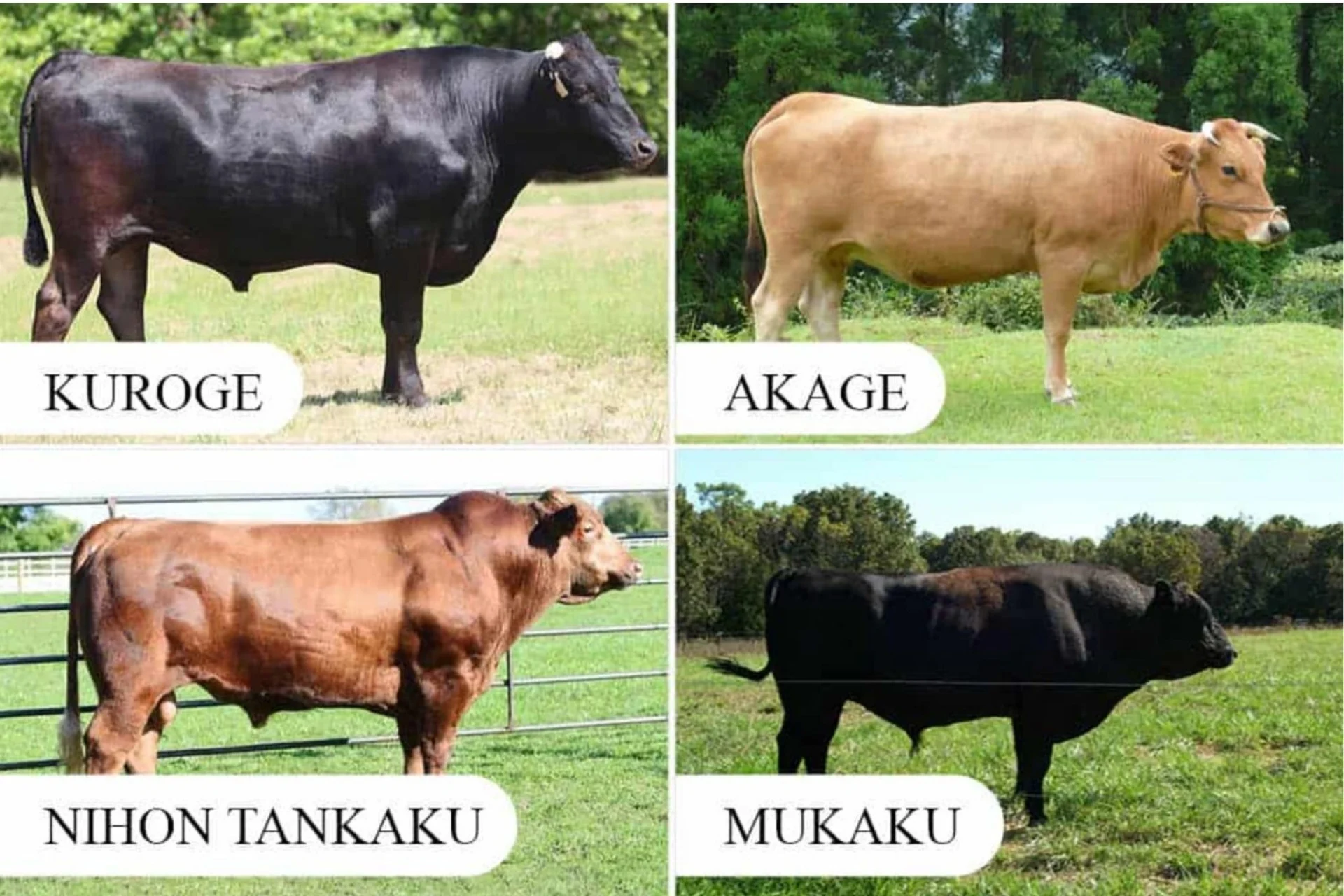 4 type of wagyu beef