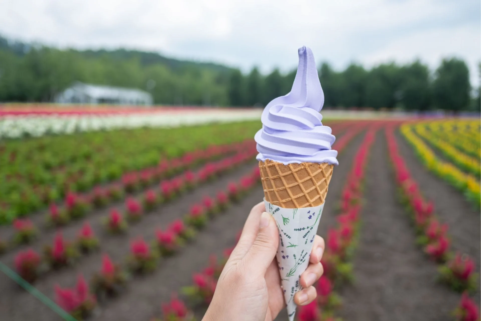 Hokkaido Soft Serve