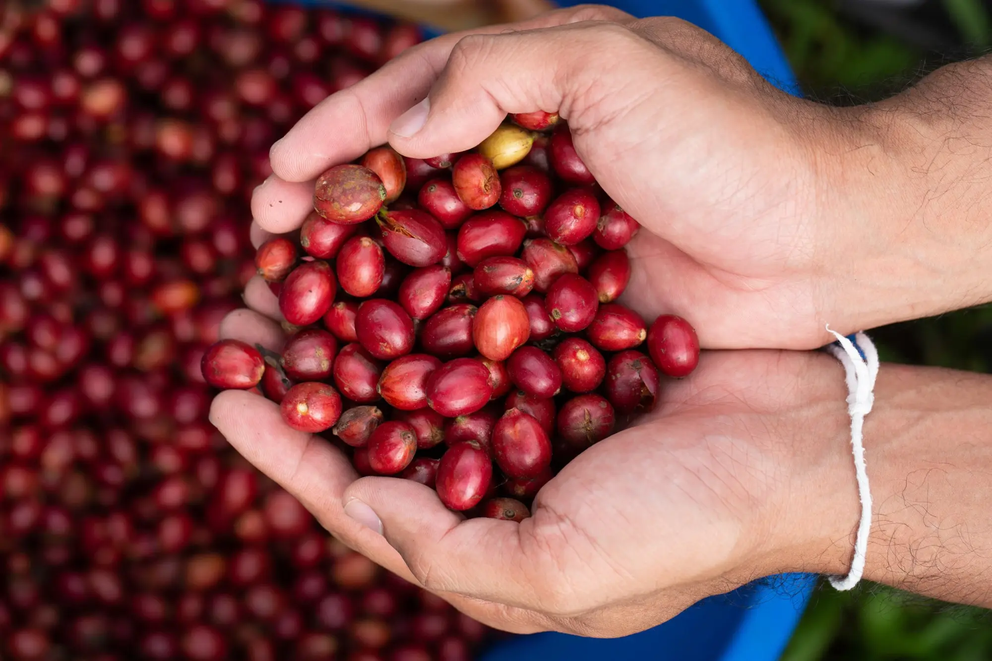 Robusta coffee Vietnam