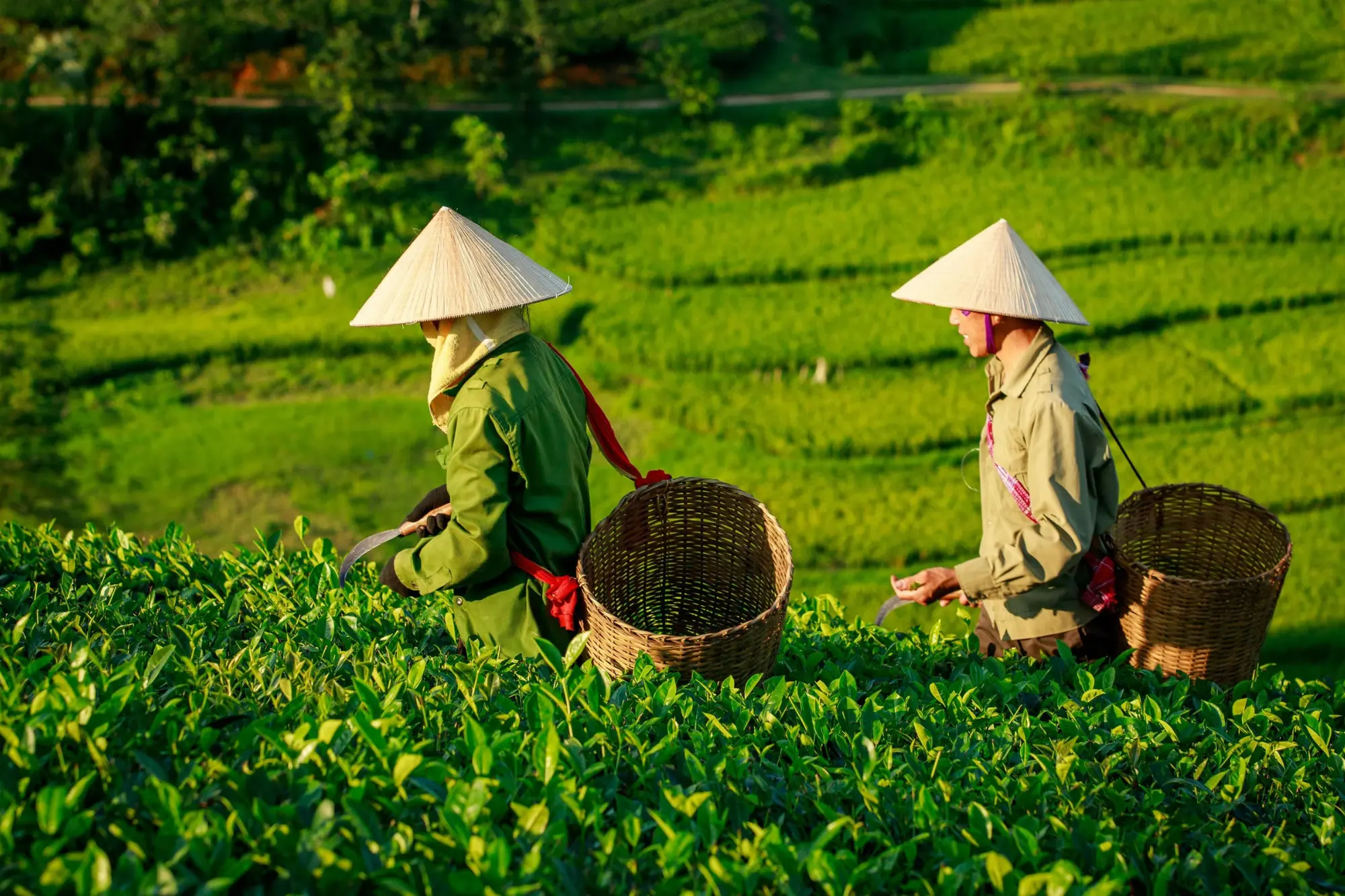 Thai Nguyen Green Tea